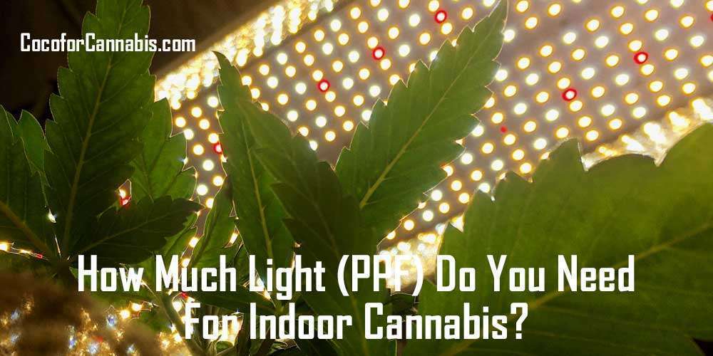 How-much-light-for-indoor-cannabis-2 大麻需要多少光线