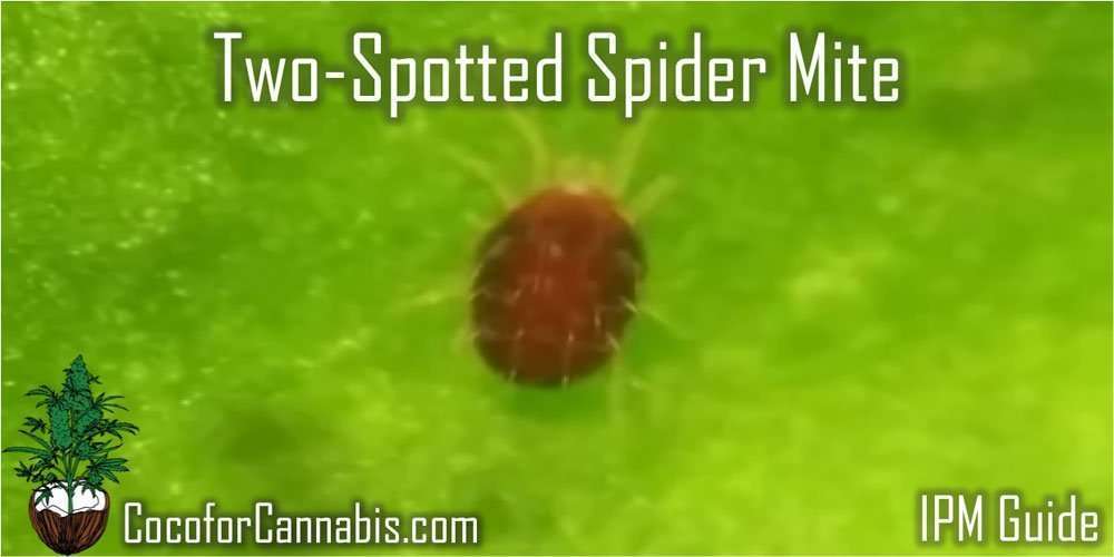two-spotted-spider-featured 蜘蛛螨常见害虫