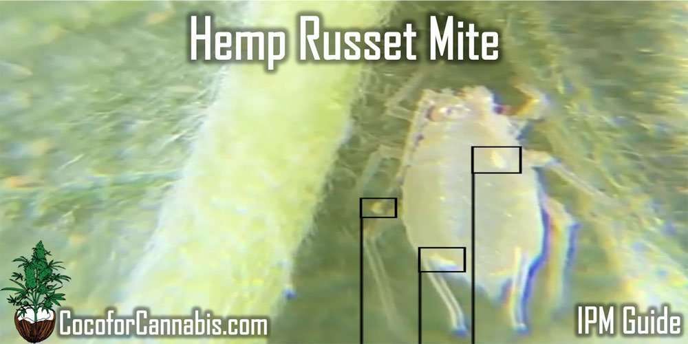 Hemp-Russet-Mite-Featured 常见害虫麻赤螨